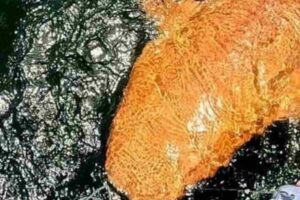 Sembra alieno squalo arancione