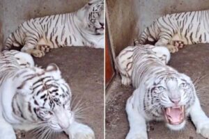 Tigre bianca azzanna un uomo