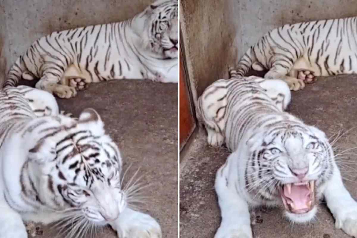 Tigre bianca azzanna un uomo