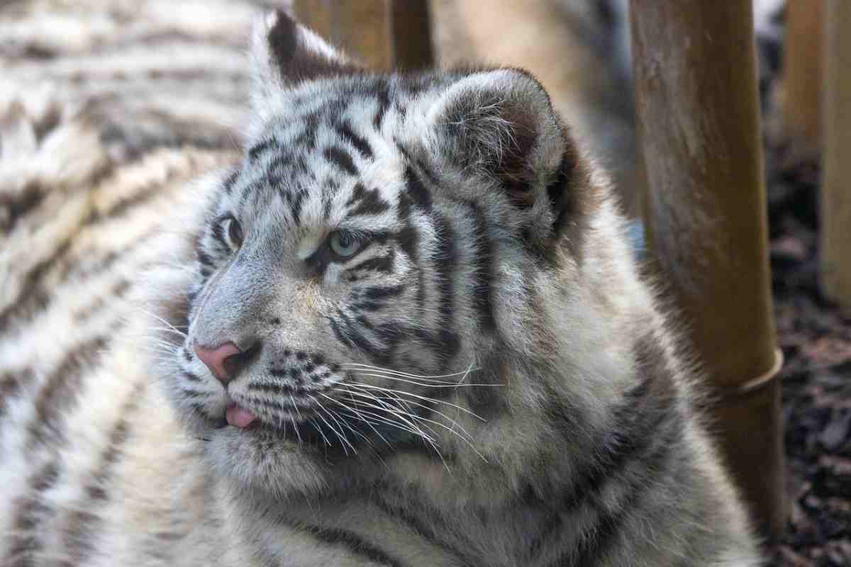 Tigre bianca azzanna un uomo