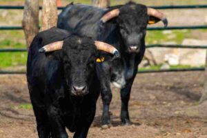 Toro scatena panico passanti