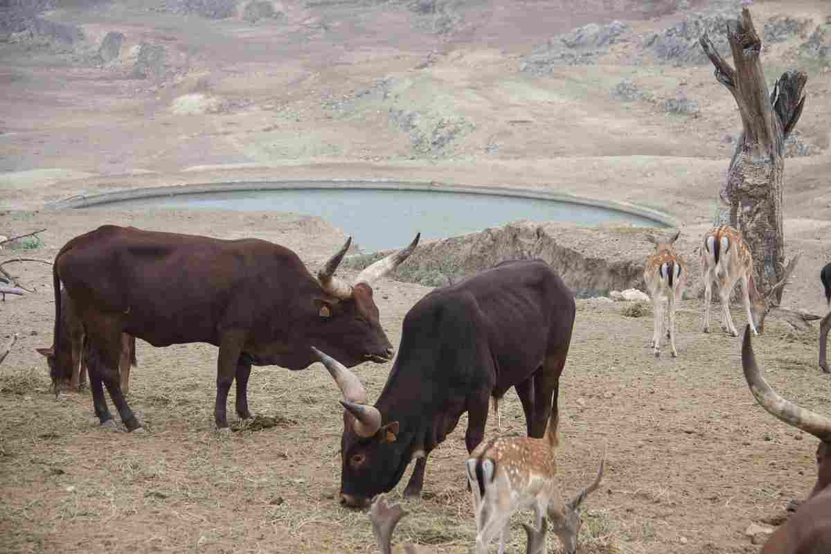 Toro scatena panico passanti