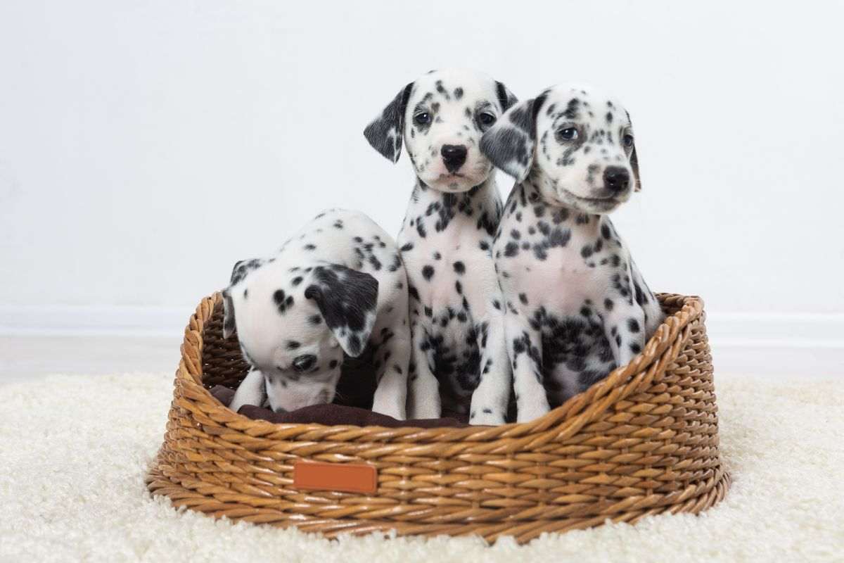 Tre cuccioli di Dalmata
