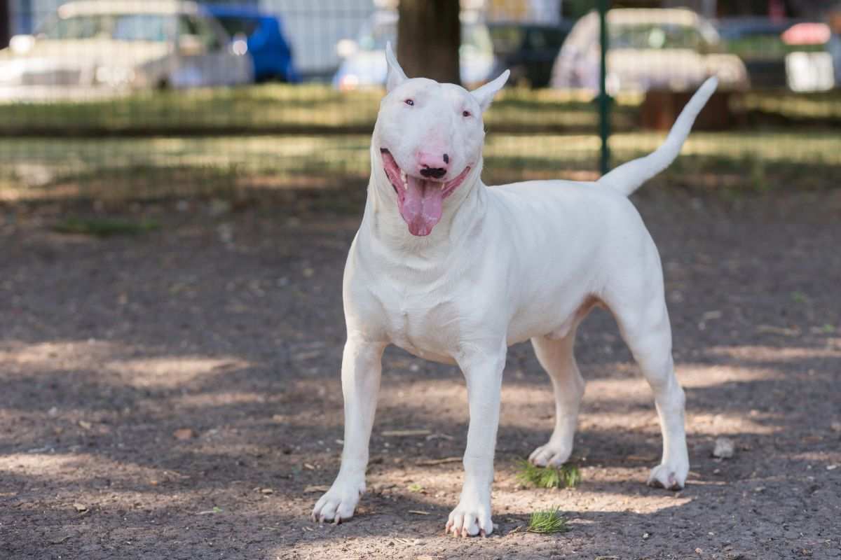 Un cane di razza Bull Terrrier