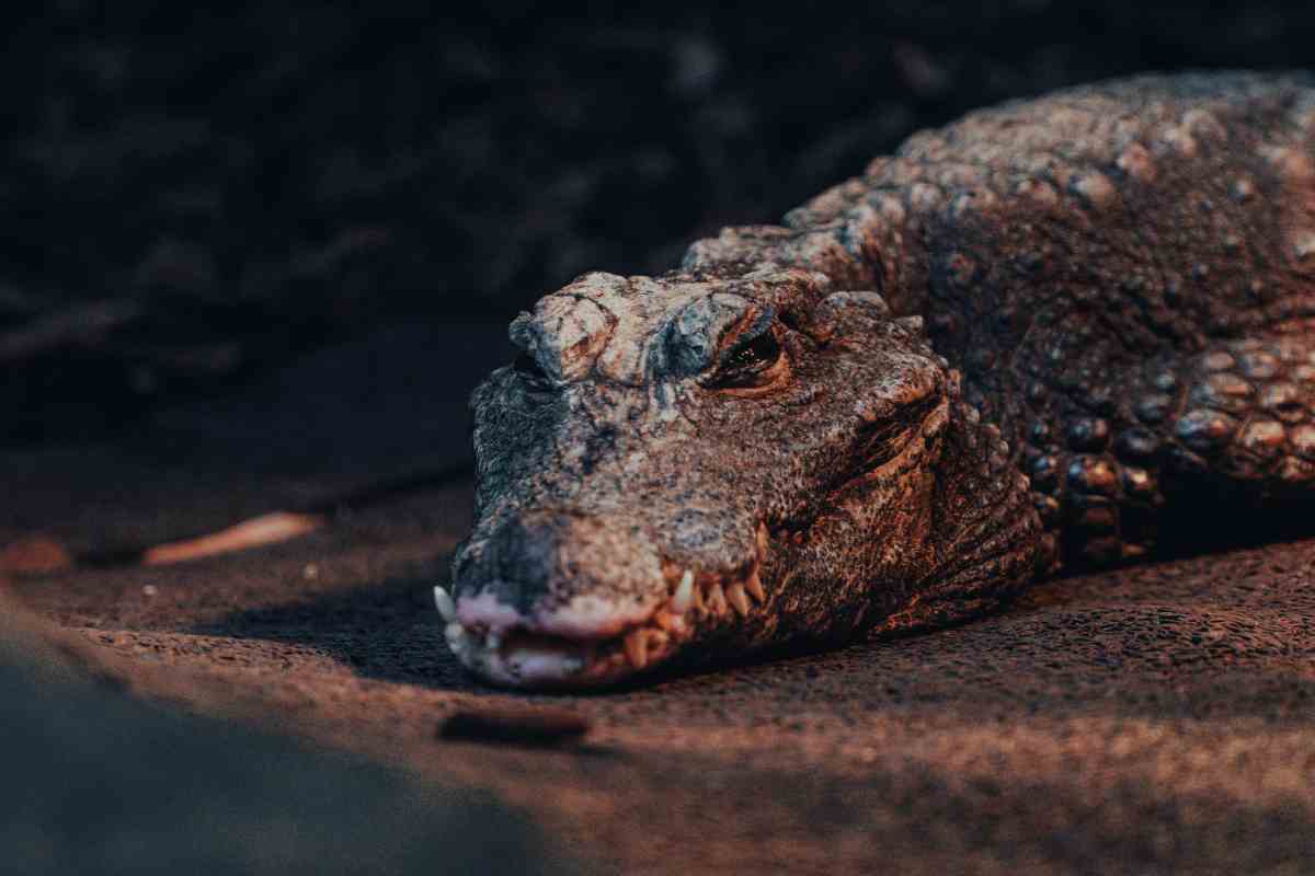 Coccodrillo lo attacca davanti a tutti