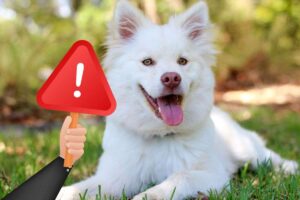 Un cucciolo di cane