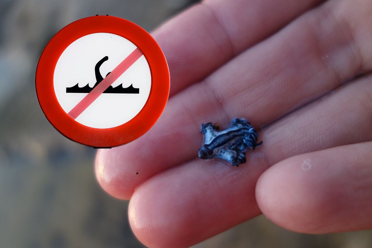 Un esemplare di Glaucus atlanticus