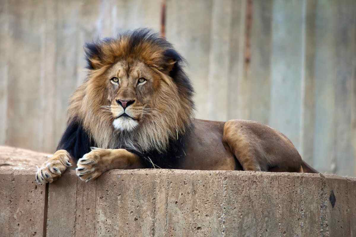 Un leone allo zoo