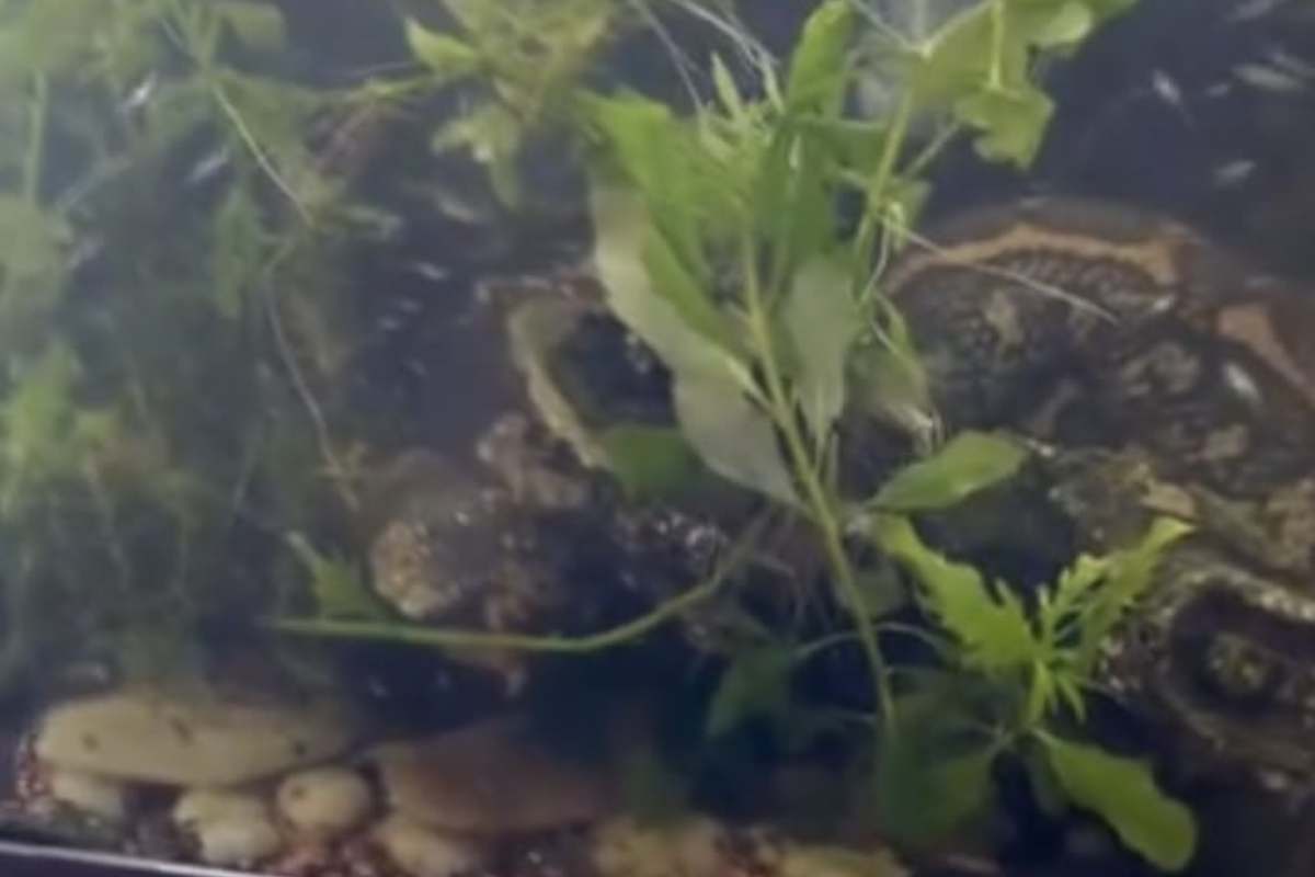 Lo trovano nell'acquario