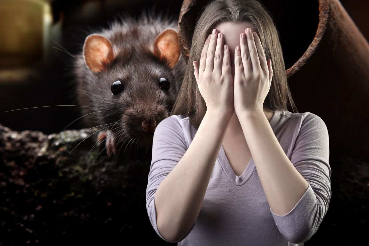 Un ratto nelle fogne
