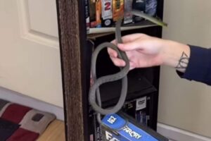Nascosto nel mobiletto c'è un intruso animale