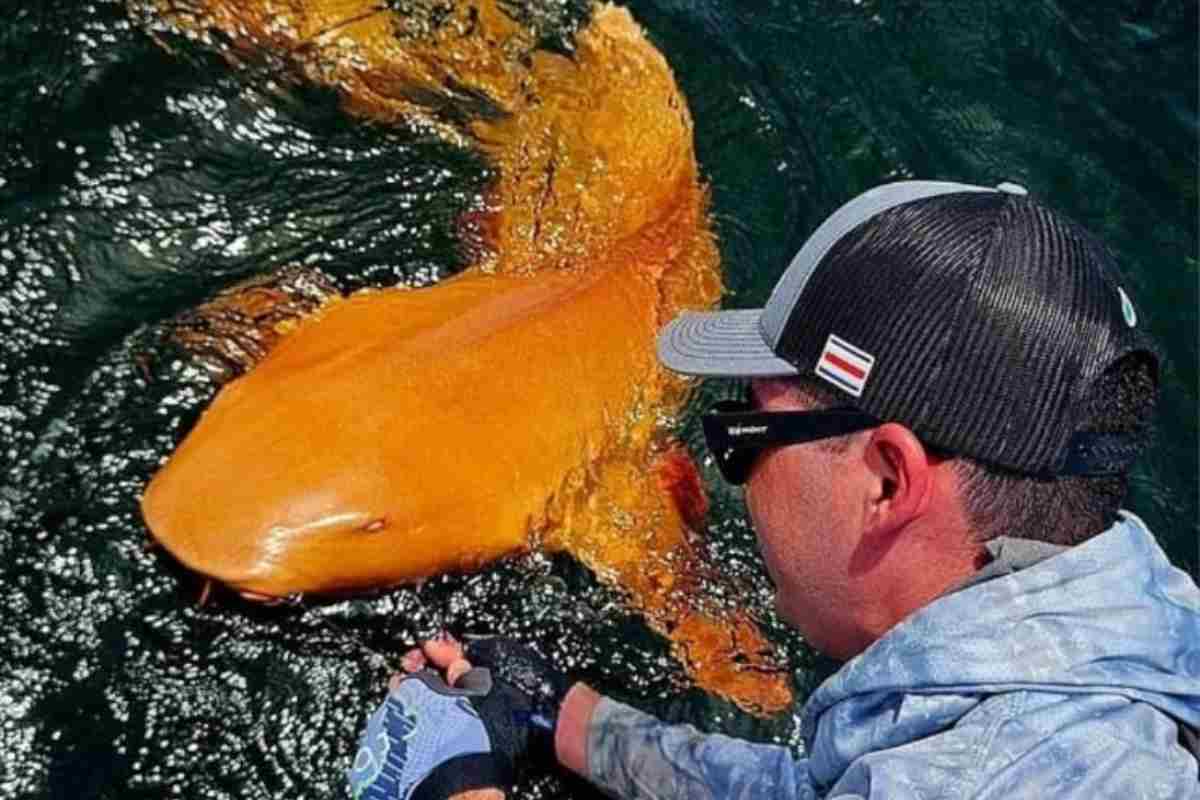 Sembra alieno squalo arancione