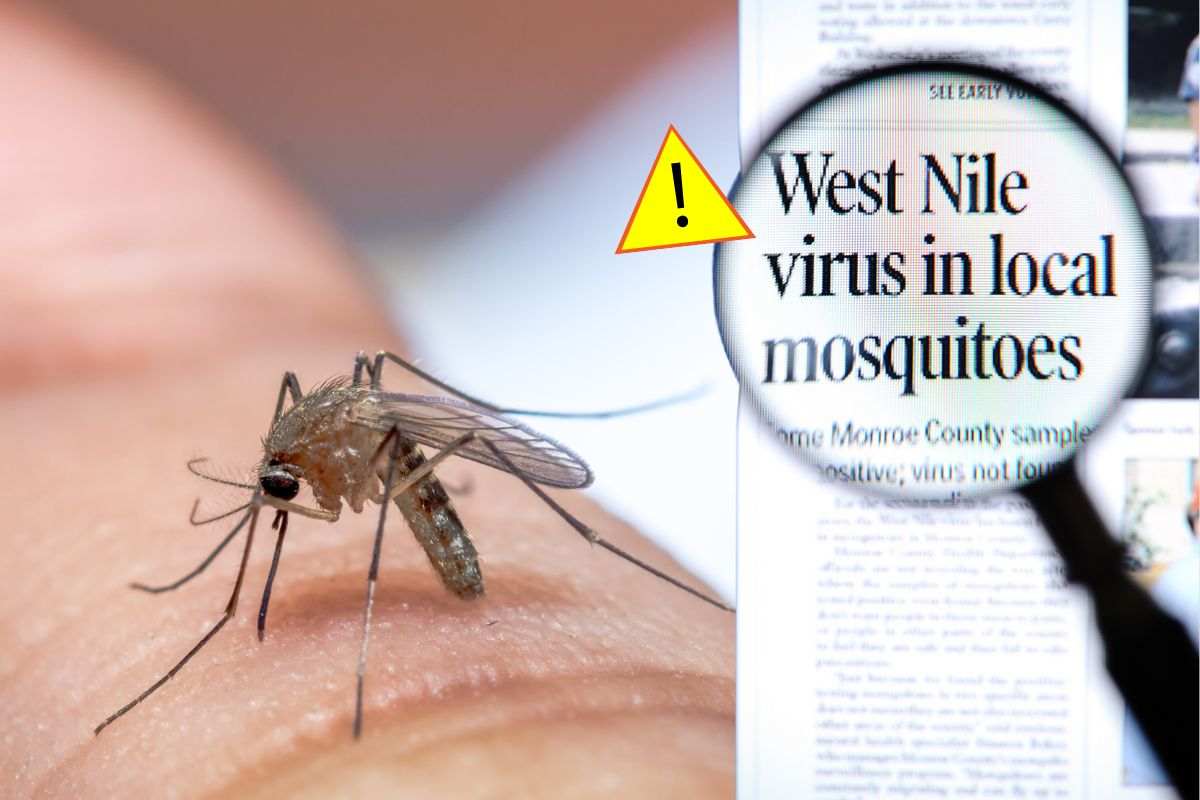 West Nile, un pericolo che fa crescere la paura ma anche le fake news: occhio a cosa pensate di sapere