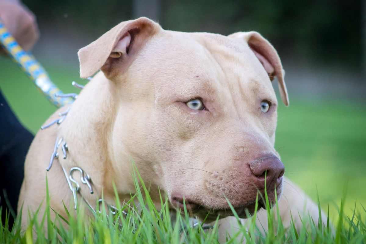 pitbull