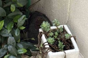 Trova ammasso peli giardino scopre animale