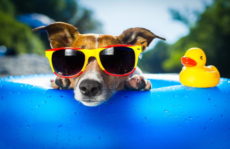 cane in vacanza