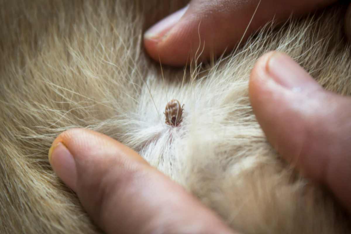 animale zecche