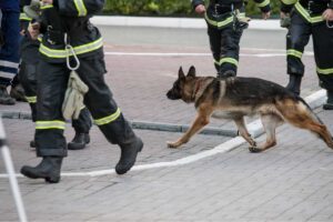 cane soccorso vigili del fuoco