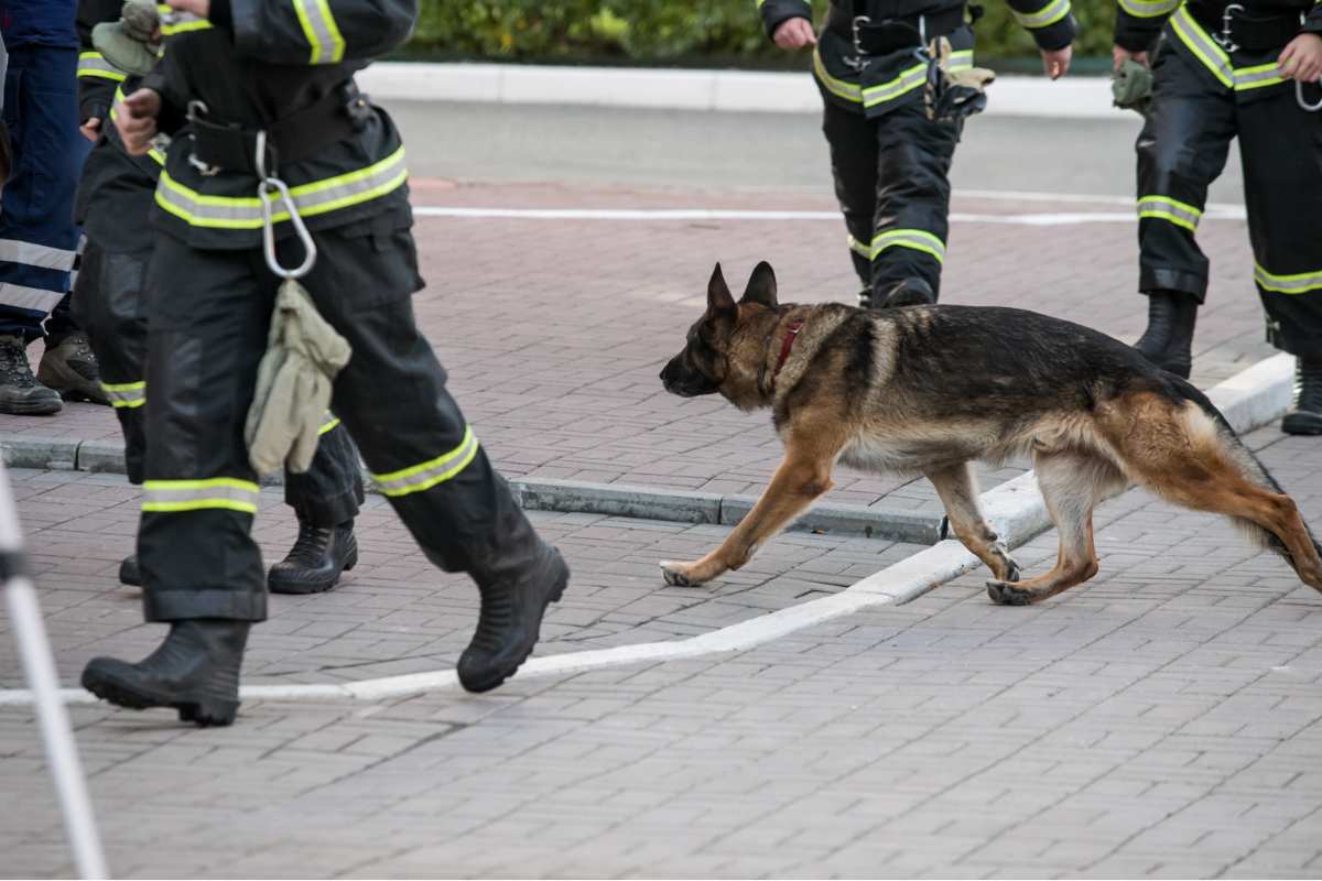 cane soccorso vigili del fuoco