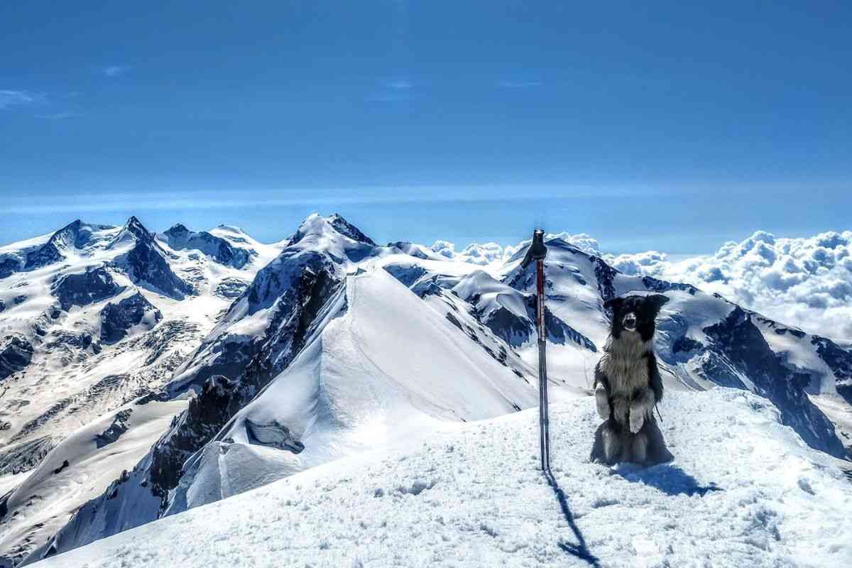 cane alpinista