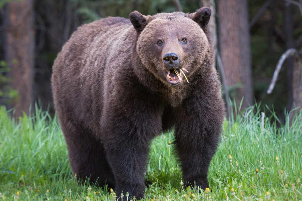 attacco orso