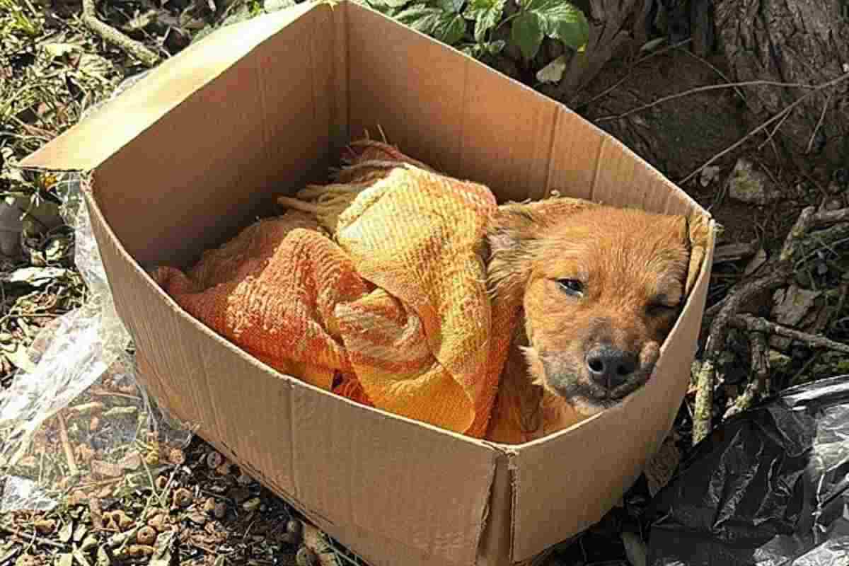 cane trovato nella scatola