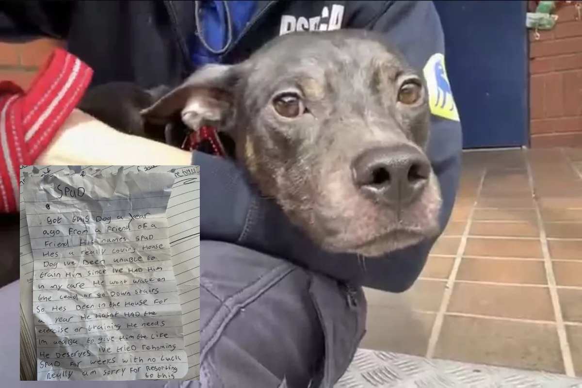 spud cane abbondonato con lettera