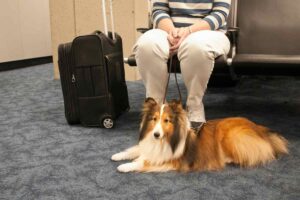 cane aspetta con proprietario in aeroporto