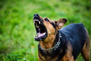 cane aggressivo