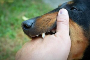 cane attacca persona