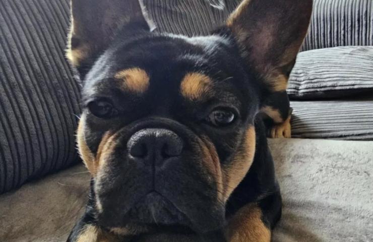 benny cane morto colpo calore