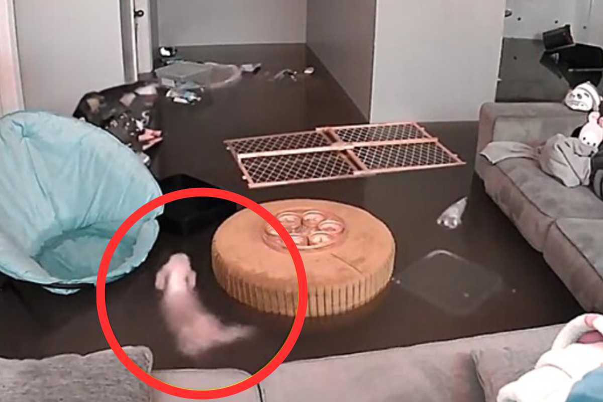 cane nuota in casa