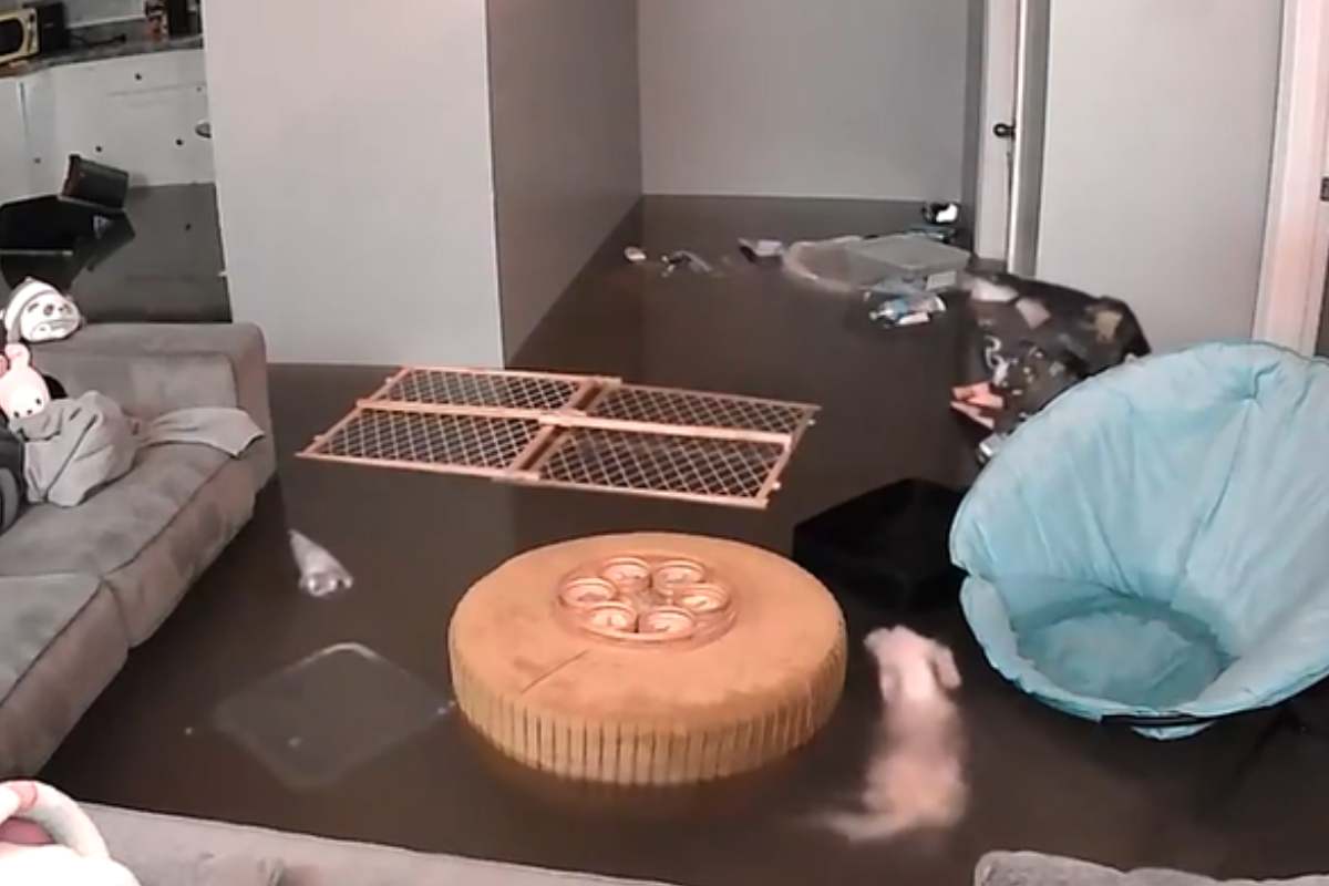 salotto allagato cane che nuota