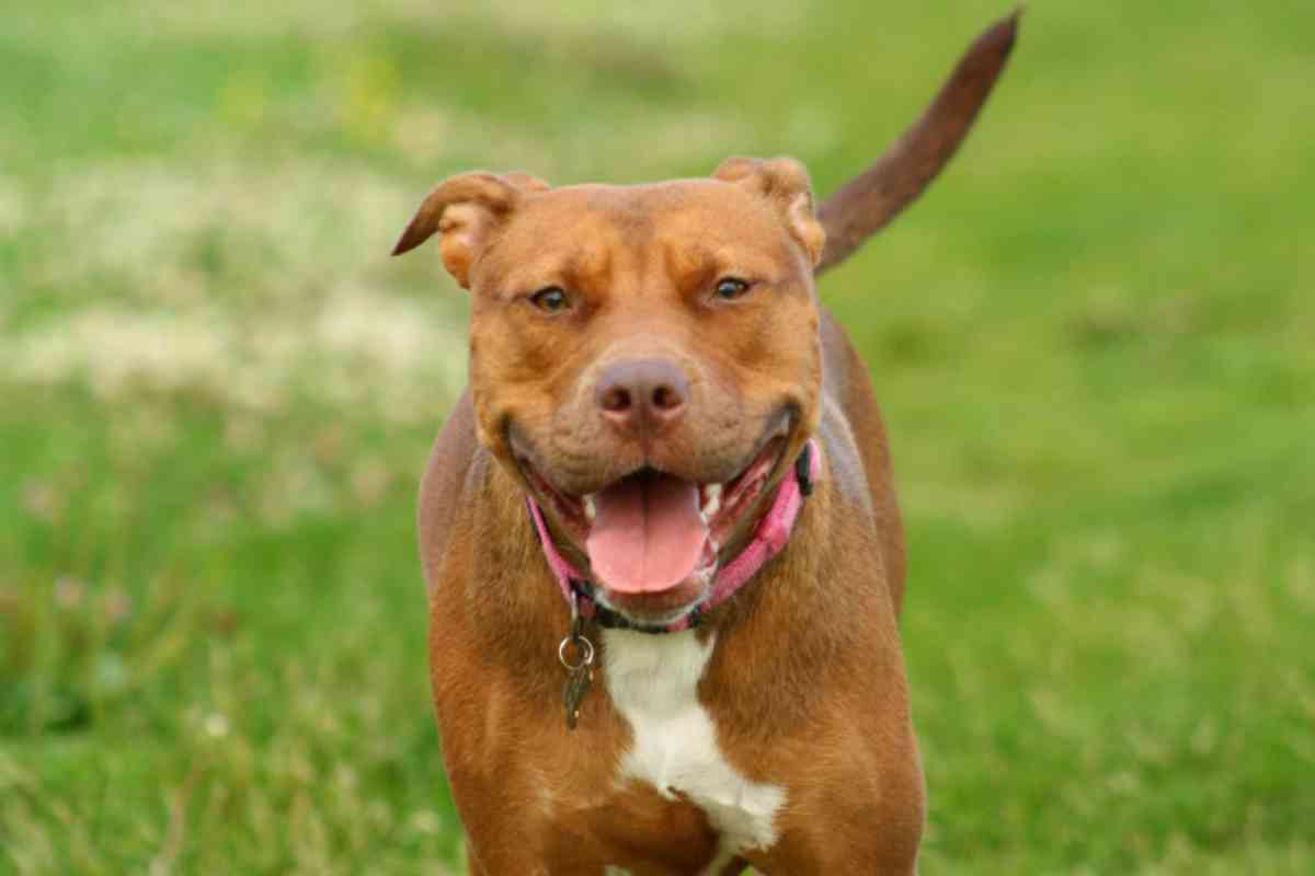 cane pitbull