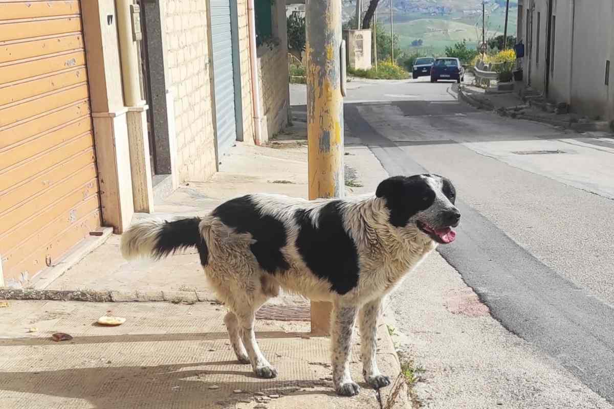 cane merlino ucciso in strada