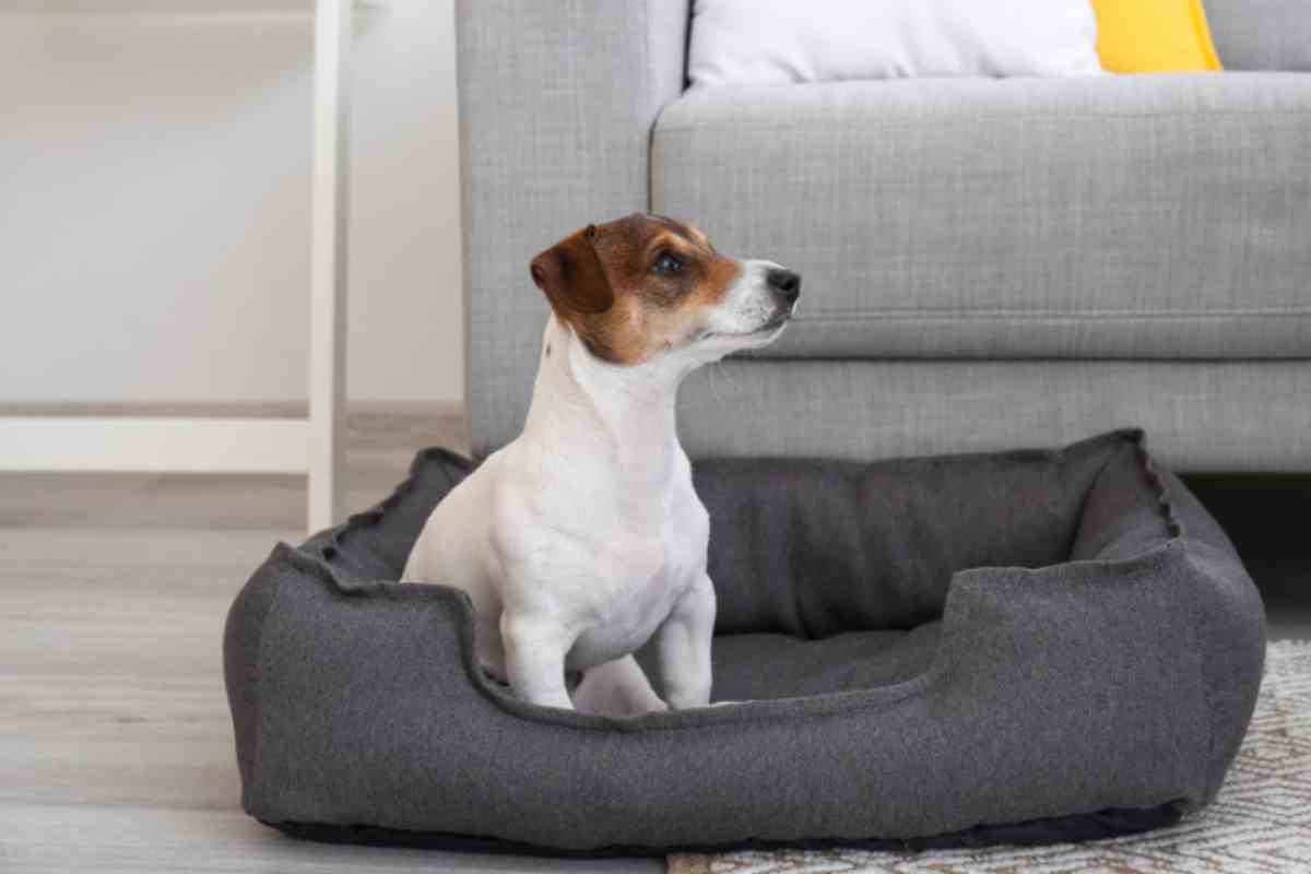 cane solo a casa