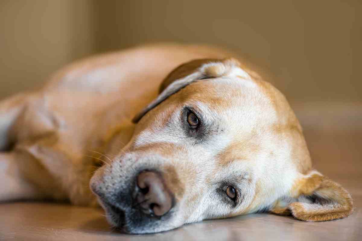 Cane triste