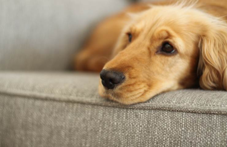 cane triste