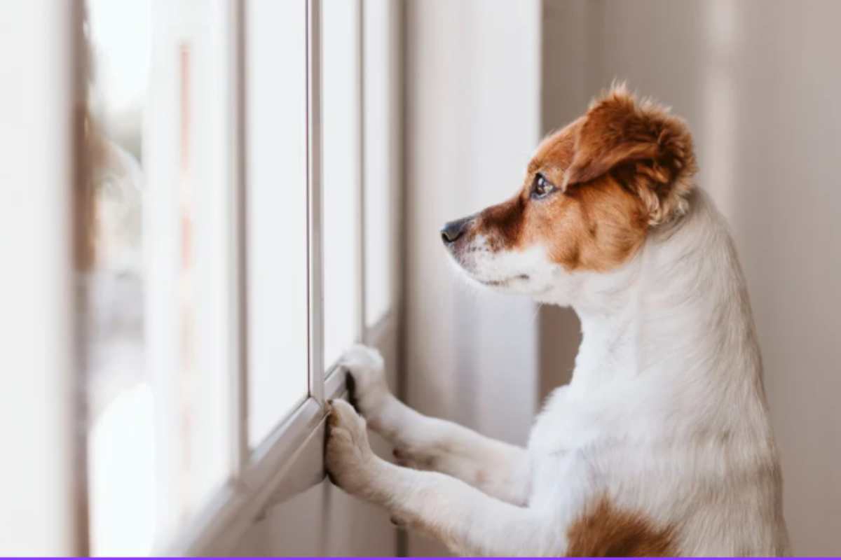 cane triste a casa