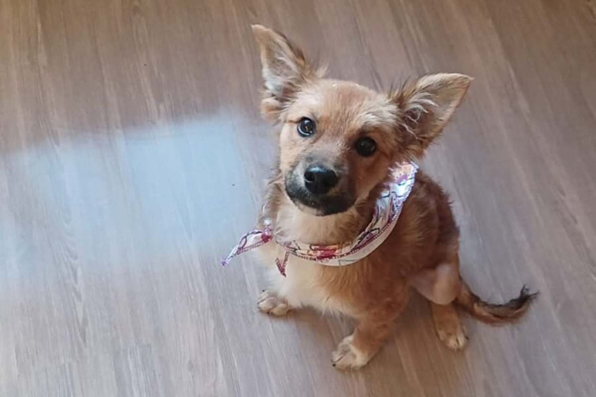 lulu in casa