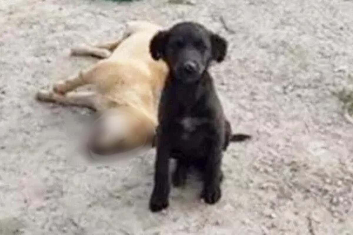 juca e la sua mamma