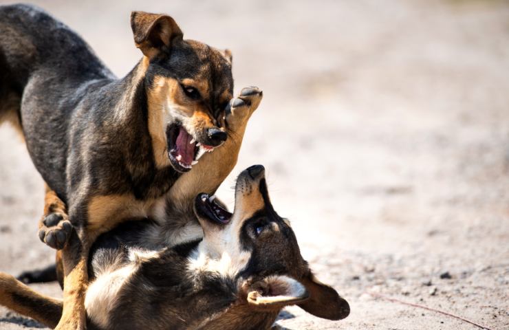 cani aggressivi