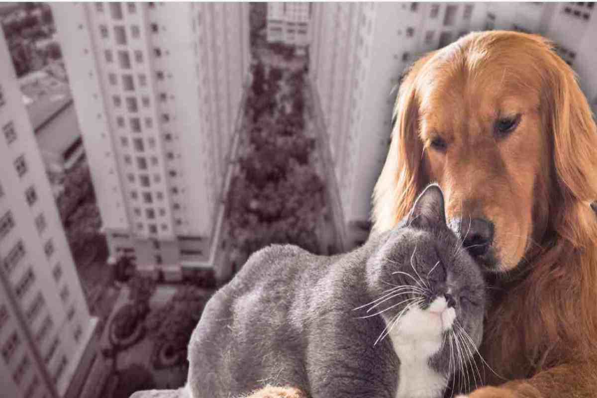 cani e gatti