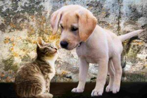 cani e gatti