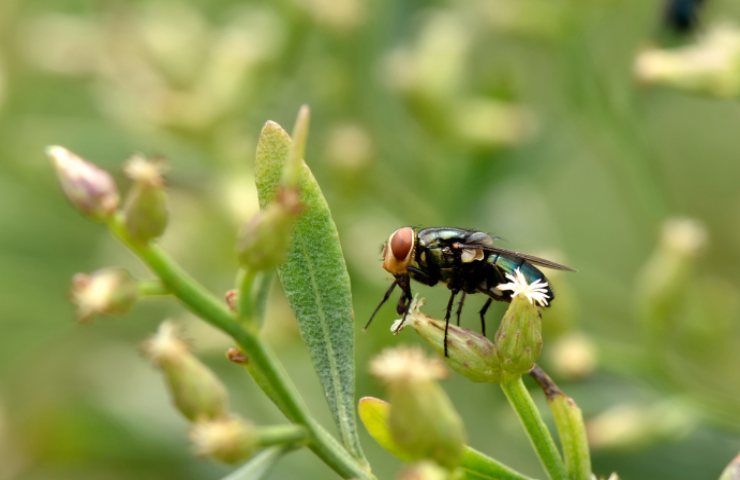 mosca mangia carne