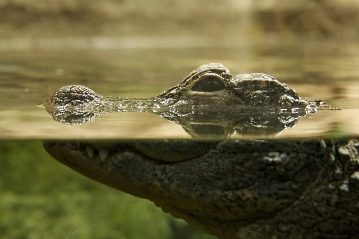 coccodrillo a pelo d'acqua