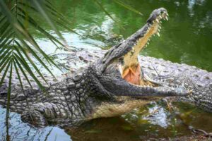 coccodrillo con fauci spalancate