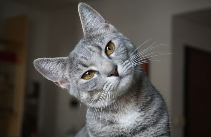 gatto comportamento strano