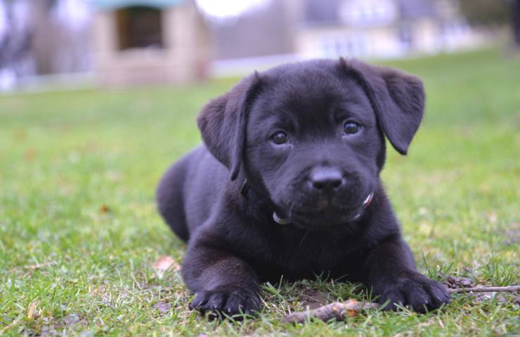 cucciolo di labrador nero