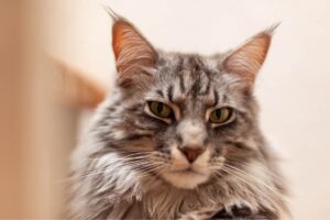 gatto anziano